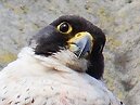 Bath Peregrine