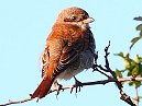 Red Backed Shrike