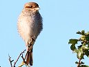 Red Backed Shrike