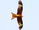 Red Kite