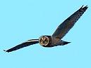 Short Eared Owl