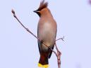 Waxwing