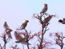 Waxwings