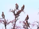 Waxwings