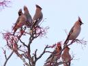 Waxwings