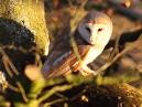 Barn Owl