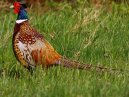 Pheasant