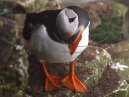 Puffin - Bempton Cliffs