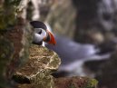 Puffin Head - Bempton Cliffs