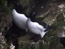 Razorbills - Bempton Cliffs