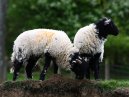 Sheeps