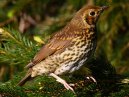 Song Thrush