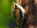 Tree Creeper