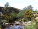 Yorkshire Stream